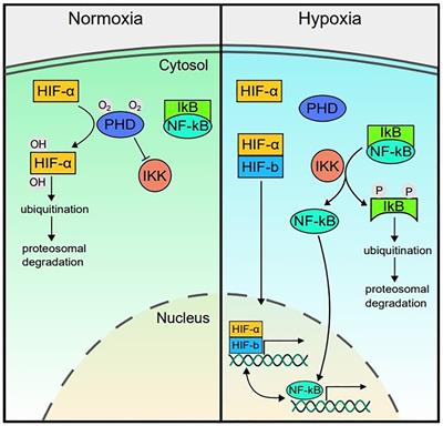 Hypoxia and Inflammation: Insights From High-Altitude Physiology